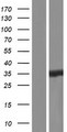 CRYM Protein - Western validation with an anti-DDK antibody * L: Control HEK293 lysate R: Over-expression lysate