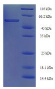 Polygalacturonase Protein