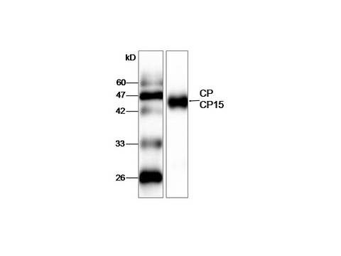 Cryptosporidium CP15/60 Sporozoite 60K Protein Antibody