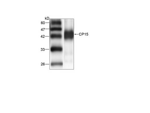 Cryptosporidium CP15/60 Sporozoite 60K Protein Antibody