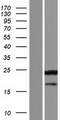 CRYZ Protein - Western validation with an anti-DDK antibody * L: Control HEK293 lysate R: Over-expression lysate