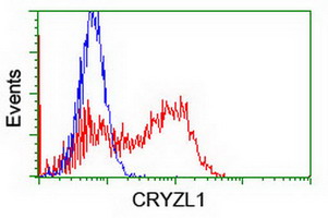 CRYZL1 Antibody - HEK293T cells transfected with either overexpress plasmid (Red) or empty vector control plasmid (Blue) were immunostained by anti-CRYZL1 antibody, and then analyzed by flow cytometry.