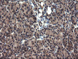 CRYZL1 Antibody - IHC of paraffin-embedded Human pancreas tissue using anti-CRYZL1 mouse monoclonal antibody.