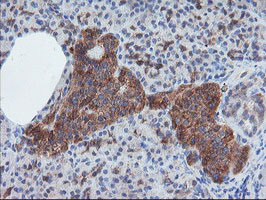CRYZL1 Antibody - IHC of paraffin-embedded Human pancreas tissue using anti-CRYZL1 mouse monoclonal antibody.