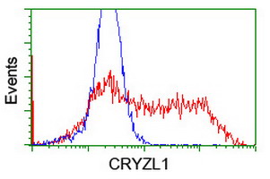 CRYZL1 Antibody - HEK293T cells transfected with either overexpress plasmid (Red) or empty vector control plasmid (Blue) were immunostained by anti-CRYZL1 antibody, and then analyzed by flow cytometry.