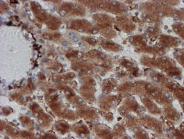 CRYZL1 Antibody - IHC of paraffin-embedded Human liver tissue using anti-CRYZL1 mouse monoclonal antibody. (Heat-induced epitope retrieval by 10mM citric buffer, pH6.0, 100C for 10min).