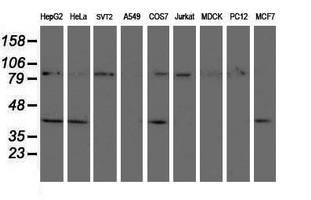 CRYZL1 Antibody - Western blot of extracts (35ug) from 9 different cell lines by using anti-CRYZL1 monoclonal antibody (HepG2: human; HeLa: human; SVT2: mouse; A549: human; COS7: monkey; Jurkat: human; MDCK: canine; PC12: rat; MCF7: human).