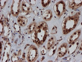 CRYZL1 Antibody - IHC of paraffin-embedded Human Kidney tissue using anti-CRYZL1 mouse monoclonal antibody. (Heat-induced epitope retrieval by 10mM citric buffer, pH6.0, 100C for 10min).