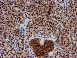 CRYZL1 Antibody - IHC of paraffin-embedded Human pancreas tissue using anti-CRYZL1 mouse monoclonal antibody. (Heat-induced epitope retrieval by 10mM citric buffer, pH6.0, 100C for 10min).