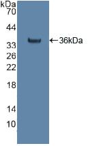 CS / Citrate Synthase Antibody - Western Blot; Sample: Recombinant citrate synthase, Human.