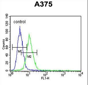 CS / Citrate Synthase Antibody - CS Antibody flow cytometry of A375 cells (right histogram) compared to a negative control cell (left histogram). FITC-conjugated goat-anti-rabbit secondary antibodies were used for the analysis.
