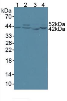 CS / Citrate Synthase Antibody - Western Blot; Sample: Lane1: Human 293T Cells; Lane2: Human Hela Cells; Lane3: Rat Skeletal Muscle Tissue; Lane4: Human HepG2 Cells.