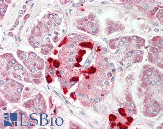 CS1 / CLSTN1 Antibody - Anti-CS1 / CLSTN1 antibody IHC staining of human pancreas. Immunohistochemistry of formalin-fixed, paraffin-embedded tissue after heat-induced antigen retrieval. Antibody concentration 10 ug/ml.  This image was taken for the unconjugated form of this product. Other forms have not been tested.