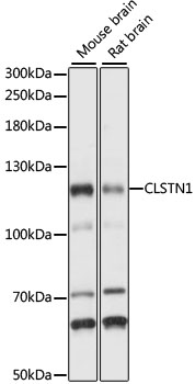 CS1 / CLSTN1 Antibody - Western blot analysis of extracts of various cell lines, using CLSTN1 antibody at 1:1000 dilution. The secondary antibody used was an HRP Goat Anti-Rabbit IgG (H+L) at 1:10000 dilution. Lysates were loaded 25ug per lane and 3% nonfat dry milk in TBST was used for blocking. An ECL Kit was used for detection and the exposure time was 1s.