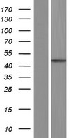 CSA / ERCC8 Protein - Western validation with an anti-DDK antibody * L: Control HEK293 lysate R: Over-expression lysate