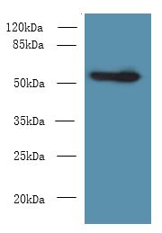 CSAD / CSD Antibody - Western blot. All lanes: Csad antibody at 12 ug/ml+ NIH/3T3 whole cell lysate Goat polyclonal to rabbit at 1:10000 dilution. Predicted band size: 55 kDa. Observed band size: 55 kDa.