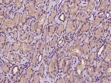 CSAD / CSD Antibody - Immunochemical staining of human CSAD in human kidney with rabbit polyclonal antibody at 1:100 dilution, formalin-fixed paraffin embedded sections.