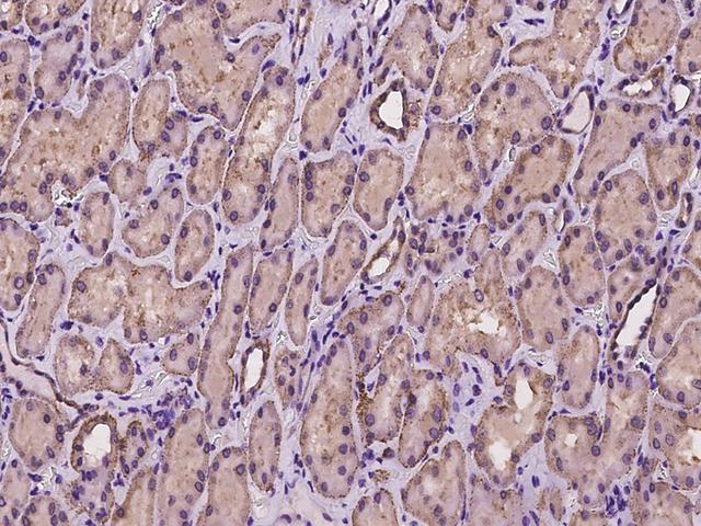 CSAD / CSD Antibody - Immunochemical staining of human CSAD in human kidney with rabbit polyclonal antibody at 1:100 dilution, formalin-fixed paraffin embedded sections.