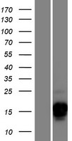 CSAG3 Protein - Western validation with an anti-DDK antibody * L: Control HEK293 lysate R: Over-expression lysate