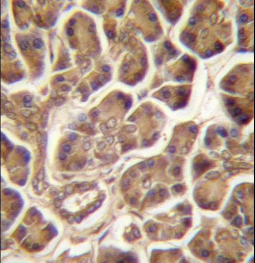 CSDC2 Antibody - PIPPIN Antibody immunohistochemistry of formalin-fixed and paraffin-embedded human pancreas tissue followed by peroxidase-conjugated secondary antibody and DAB staining.