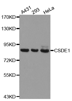 CSDE1 Antibody - Western blot analysis of extracts of various cell lines.