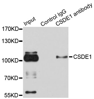 CSDE1 Antibody - Immunoprecipitation analysis of 100ug extracts of HeLa cells.