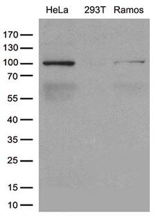 CSE1L Antibody - Western blot analysis of extracts. (35ug) from cell lines by using anti-CSE1L monoclonal antibody. (1:500)