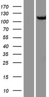 CSE1L Protein - Western validation with an anti-DDK antibody * L: Control HEK293 lysate R: Over-expression lysate