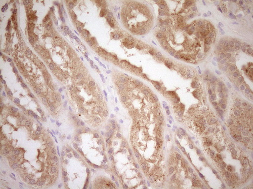 CSF1 / MCSF Antibody - Immunohistochemical staining of paraffin-embedded Human Kidney tissue within the normal limits using anti-CSF1 mouse monoclonal antibody. (Heat-induced epitope retrieval by 1 mM EDTA in 10mM Tris, pH8.5, 120C for 3min,