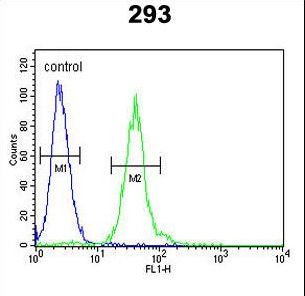 CSF1 / MCSF Antibody - M-CSF Antibody flow cytometry of 293 cells (right histogram) compared to a negative control cell (left histogram). FITC-conjugated goat-anti-rabbit secondary antibodies were used for the analysis.