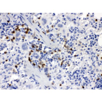 CSF1 / MCSF Antibody - MCSF antibody IHC-paraffin. IHC(P): Mouse Spleen Tissue.