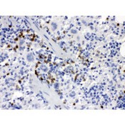 CSF1 / MCSF Antibody - MCSF antibody IHC-paraffin. IHC(P): Mouse Spleen Tissue.