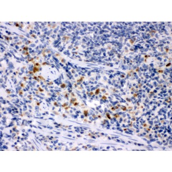CSF1 / MCSF Antibody - MCSF antibody IHC-paraffin. IHC(P): Rat Spleen Tissue.
