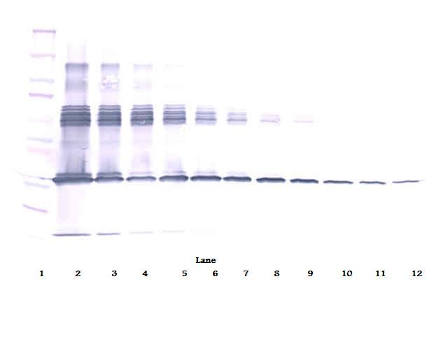 CSF1 / MCSF Antibody - Western Blot (non-reducing) of CSF1 / M-CSF antibody. This image was taken for the unconjugated form of this product. Other forms have not been tested.
