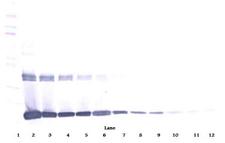 CSF1 / MCSF Antibody - Anti-Murine M-CSF Western Blot Reduced
