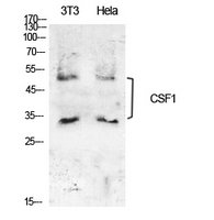 CSF1 / MCSF Antibody - Western Blot analysis of extracts from NIH-3T3, Hela cells using CSF1 Antibody.