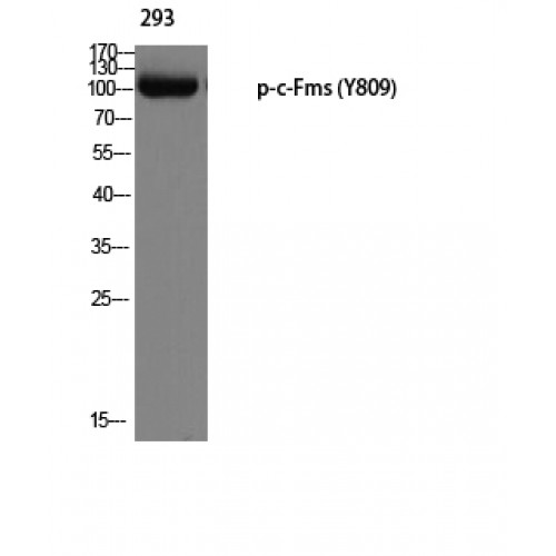 CSF1R / CD115 / FMS Antibody - Western blot of Phospho-c-Fms (Y809) antibody