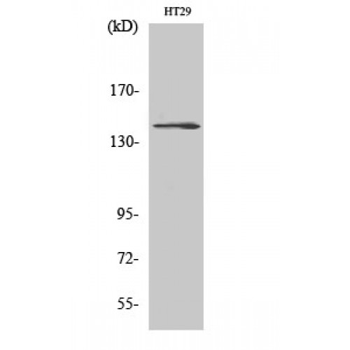 CSF1R / CD115 / FMS Antibody - Western blot of c-Fms antibody