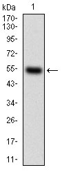 CSF1R / CD115 / FMS Antibody - Western blot using CSF1R monoclonal antibody against human CSF1R (AA: 344-497) recombinant protein. (Expected MW is 43.3 kDa)