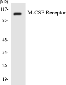 CSF1R / CD115 / FMS Antibody - Western blot analysis of the lysates from RAW264.7cells using M-CSF Receptor antibody.