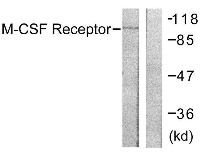 CSF1R / CD115 / FMS Antibody - Western blot analysis of lysates from 293 cells, treated with LPS 100ng/ml 30', using M-CSF Receptor Antibody. The lane on the right is blocked with the synthesized peptide.