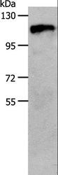 CSF1R / CD115 / FMS Antibody - Western blot analysis of 231 cell, using CSF1R Polyclonal Antibody at dilution of 1:800.