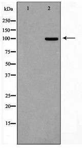 CSF1R / CD115 / FMS Antibody - Western blot of 293 cell lysate using M-CSF Receptor Antibody