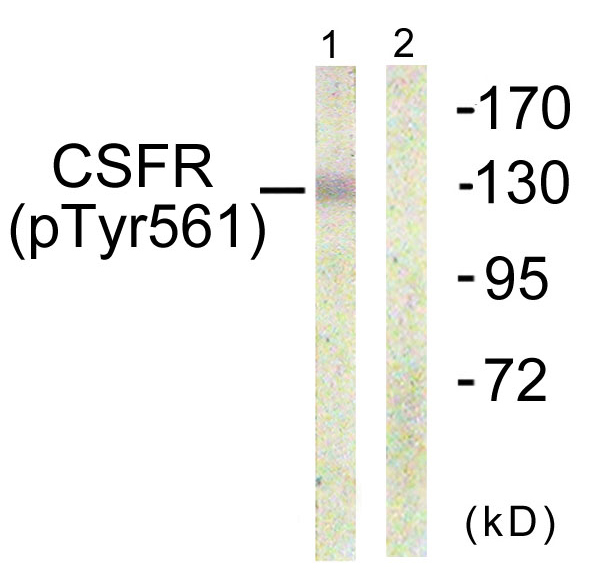 CSF1R / CD115 / FMS Antibody - Western blot analysis of lysates from HepG2 cells, using CSFR (Phospho-Tyr561) Antibody. The lane on the right is blocked with the phospho peptide.