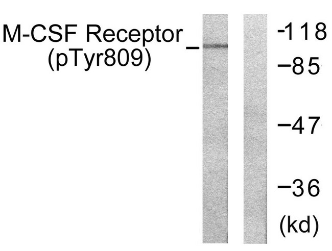 CSF1R / CD115 / FMS Antibody - Western blot analysis of lysates from 293 cells treated with LPS 100ng/ml 30', using M-CSF Receptor (Phospho-Tyr809) Antibody. The lane on the right is blocked with the phospho peptide.