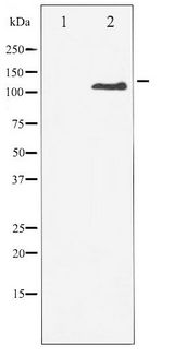 CSF1R / CD115 / FMS Antibody - Western blot of M-CSF Receptor phosphorylation expression in LPS treated 293 whole cell lysates,The lane on the left is treated with the antigen-specific peptide.