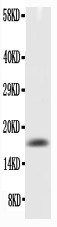 CSF2 / GM-CSF Antibody - WB of CSF2 / GMCSF / GM-CSF antibody. All lanes: Anti-GM-CSF at 0.5ug/ml. WB: Recombinant Mouse GM-CSF Protein 0.5ng. Predicted bind size: 17KD. Observed bind size: 17KD.