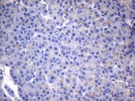 CSF2 / GM-CSF Antibody - Immunohistochemical staining of paraffin-embedded Human pancreas tissue within the normal limits using anti-CSF2 mouse monoclonal antibody. (Heat-induced epitope retrieval by 1mM EDTA in 10mM Tris buffer. (pH8.5) at 120°C for 3 min. (1:150)