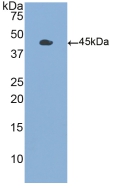 CSF2 / GM-CSF Antibody - Western Blot; Sample: Recombinant GMCSF, Human.