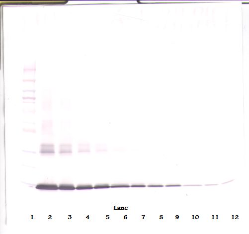 CSF2 / GM-CSF Antibody - Western Blot (non-reducing) of GM-CSF antibody. This image was taken for the unconjugated form of this product. Other forms have not been tested.